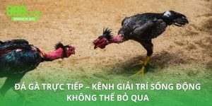 Đá gà trực tiếp