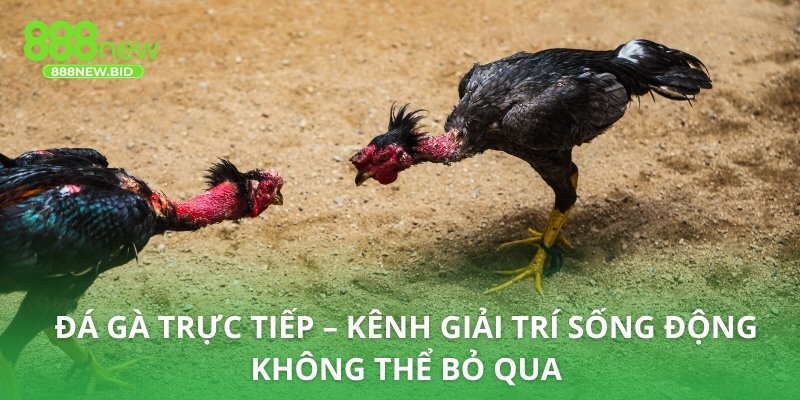 Đá gà trực tiếp