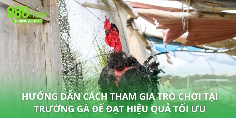 Hướng dẫn cách tham gia trò chơi tại trường gà để đạt hiệu quả tối ưu